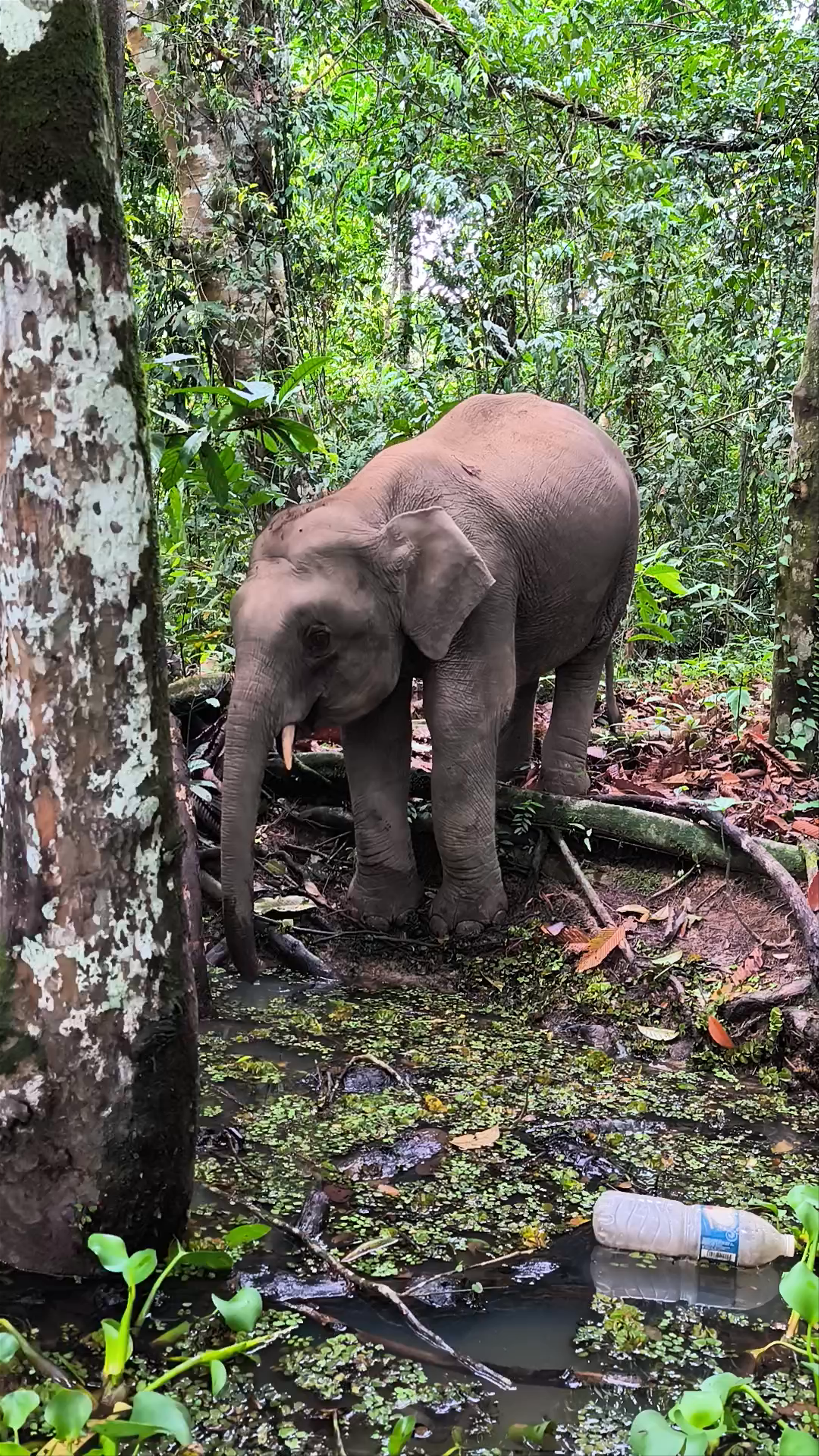 Kinabatangan Wildlife Sanctuary: Baby Elephant Amidst Lush Jungle