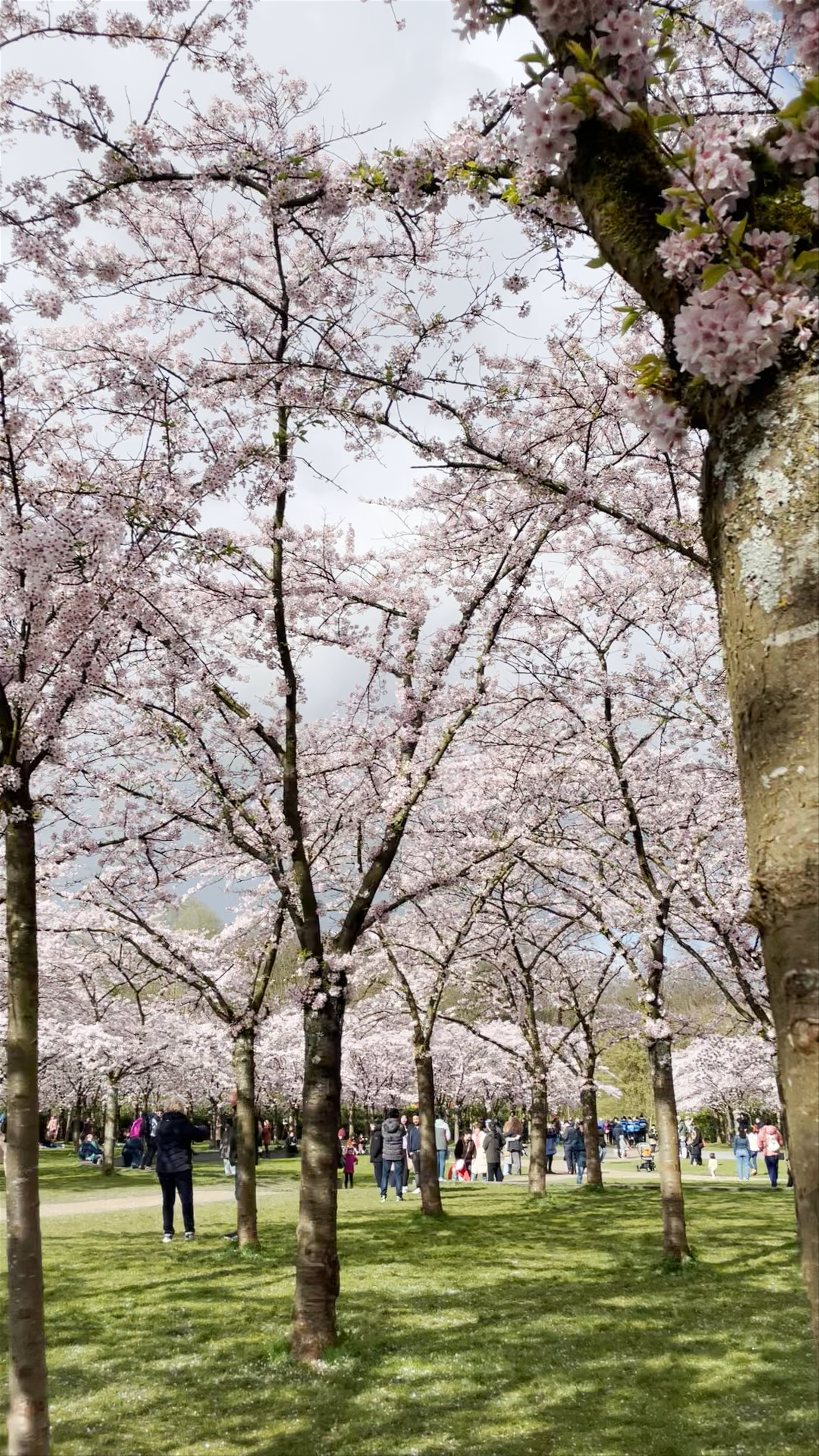 Bloesempark Cherry Blossom Festival - Springtime Magic in Amstelveen