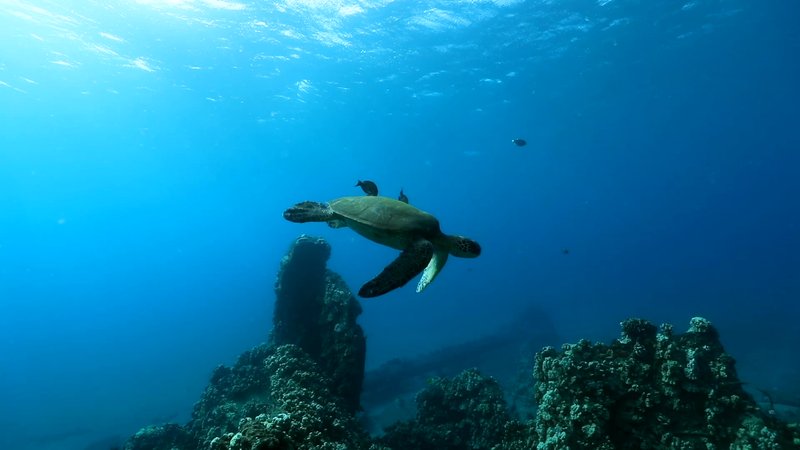 Green Sea Turtle poster