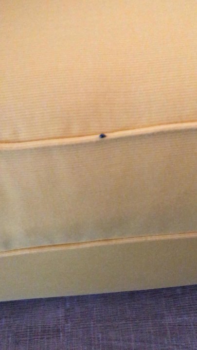 Delavan Lake Resort - Disgusting-some of the bugs in our room during our two day stay - Resorts Near Me - Delavan, Wisconsin