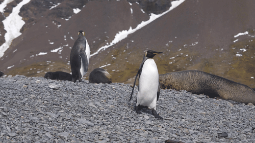 King Penguins and Fur Seals on Saint Georgia Island animated gif
