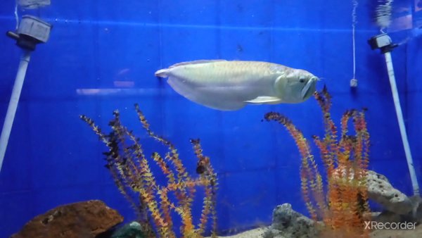 Photo of Matsyadarshini aquar