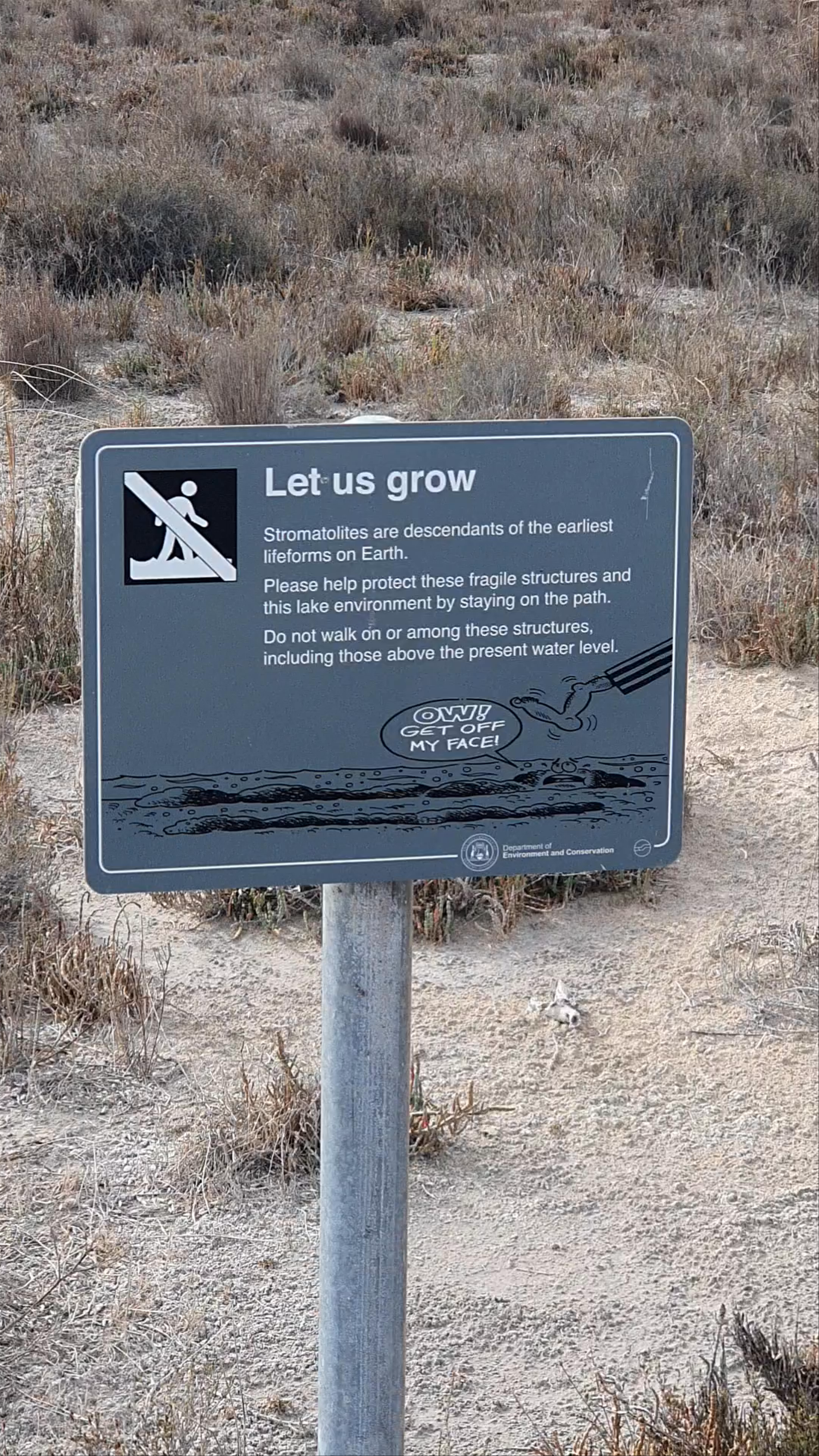 Lake Thetis Stromatolites