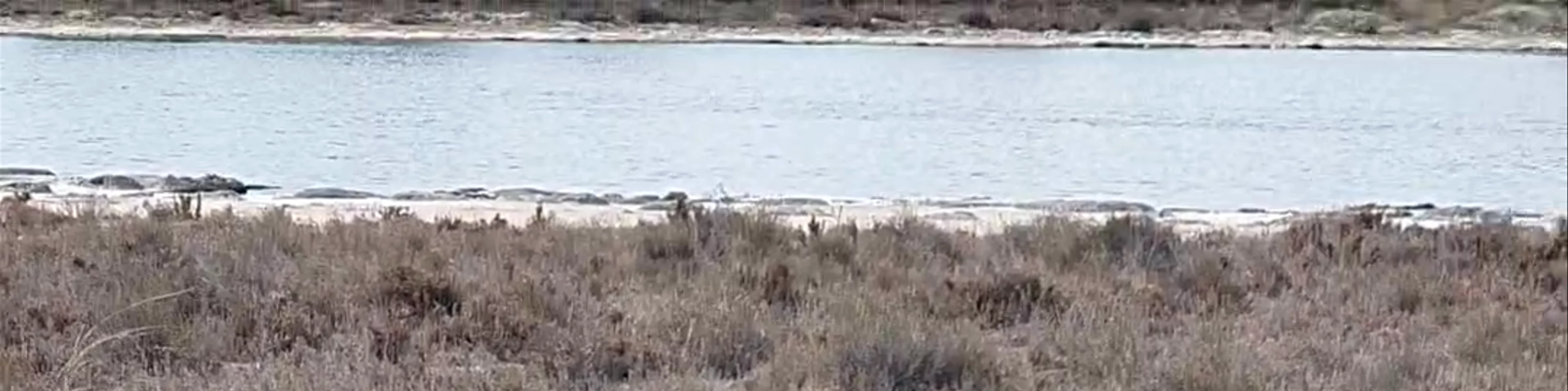 Lake Thetis Stromatolites