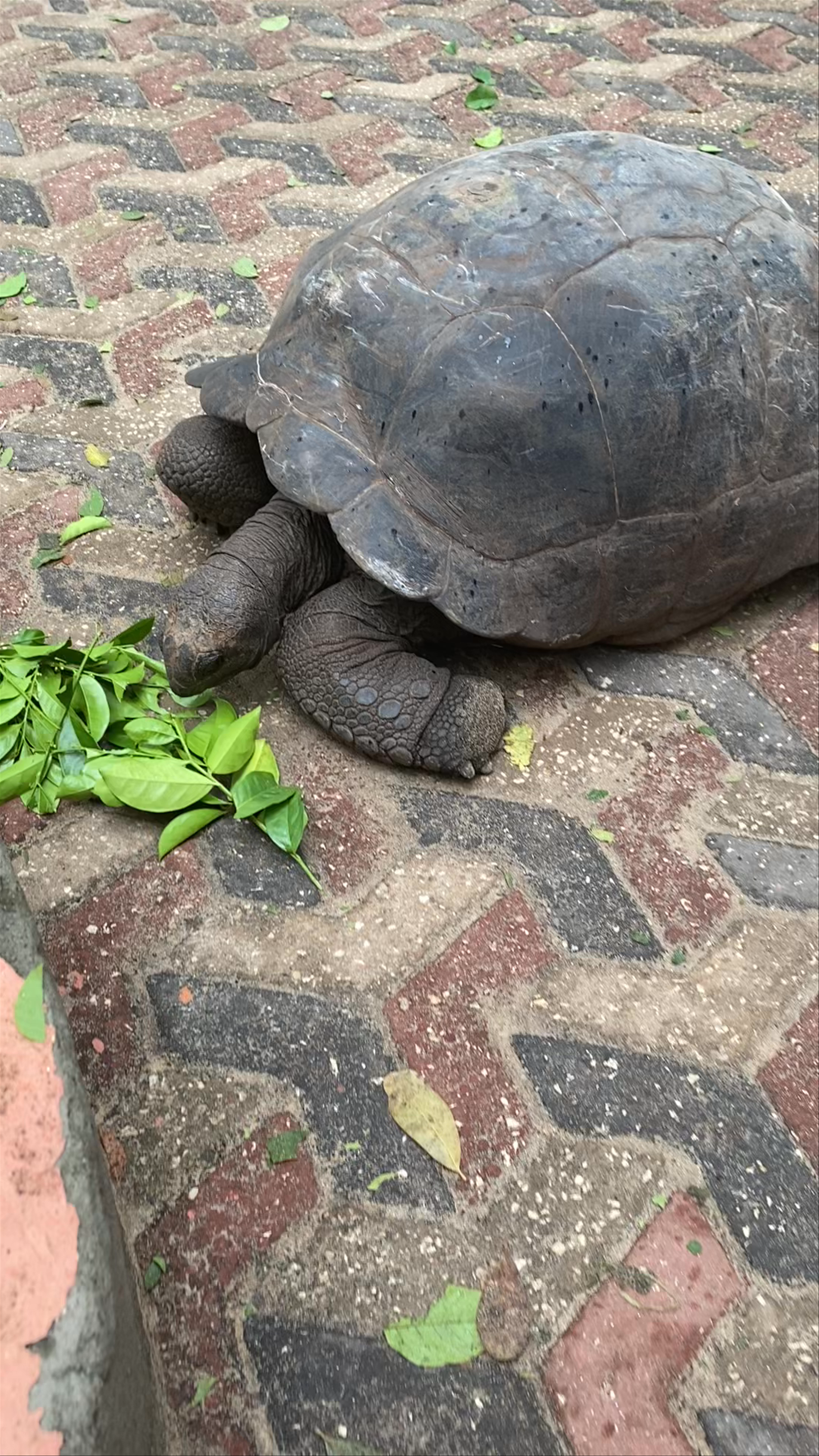 Prison island Zanzibar
