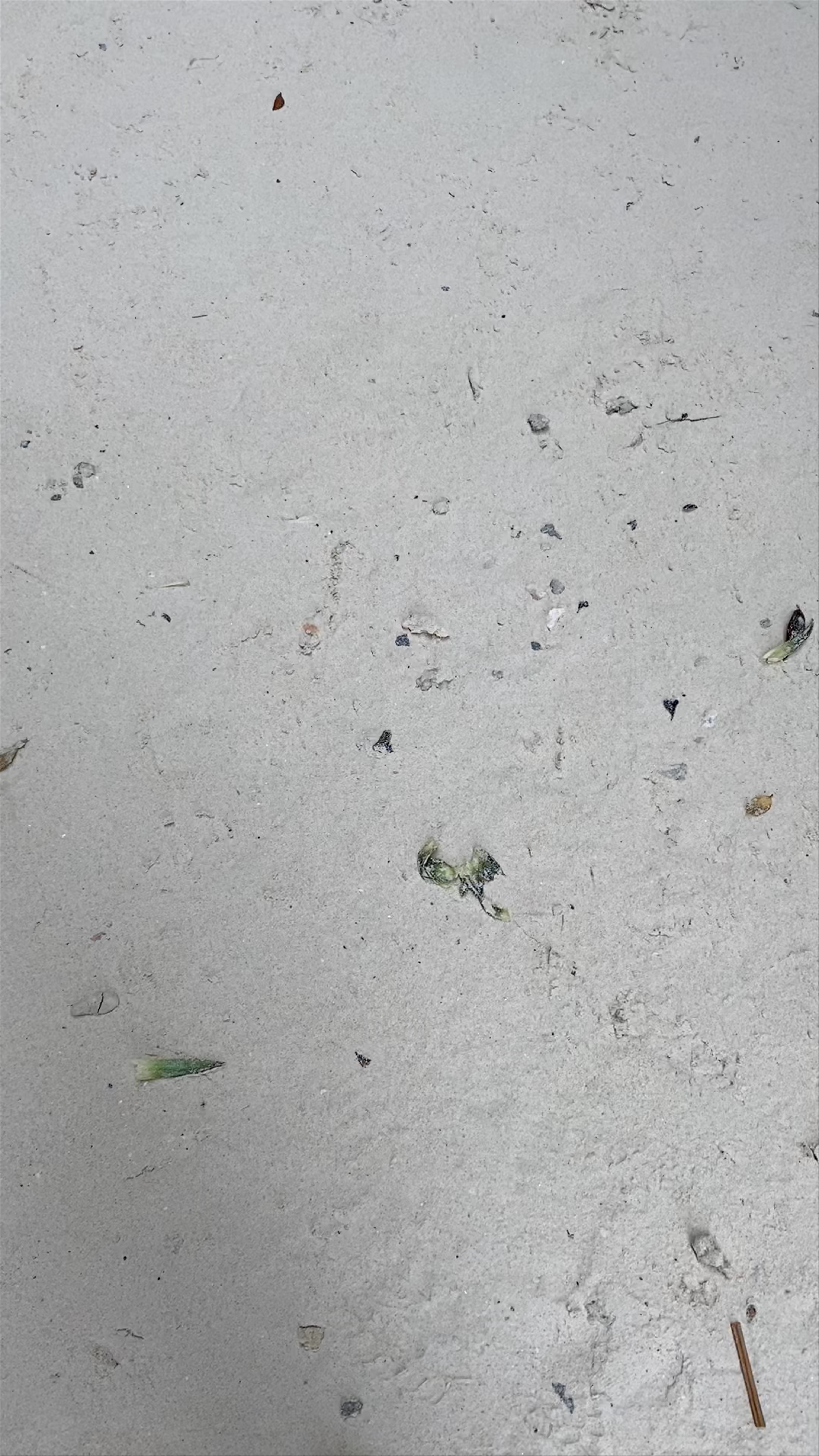 Monkey Bay, Ao Nang: Tropical Jungle and Sandy Shores in Krabi, Thailand