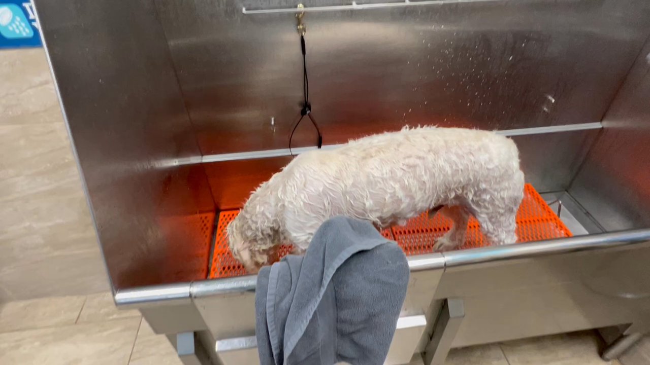 Chow Hound - Stable dog washing station - Pet Stores Near Me - Portage, Michigan