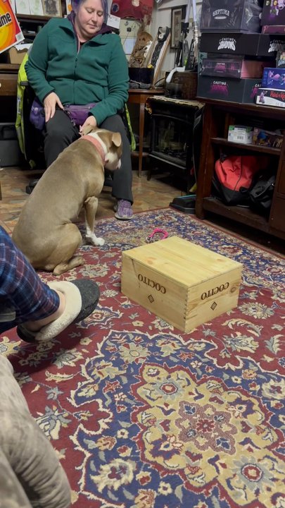 Pet Coach to the Rescue - Working with Nala, our service dog in training, on retrieving items. - Pet Training Near Me - Everett, Washington