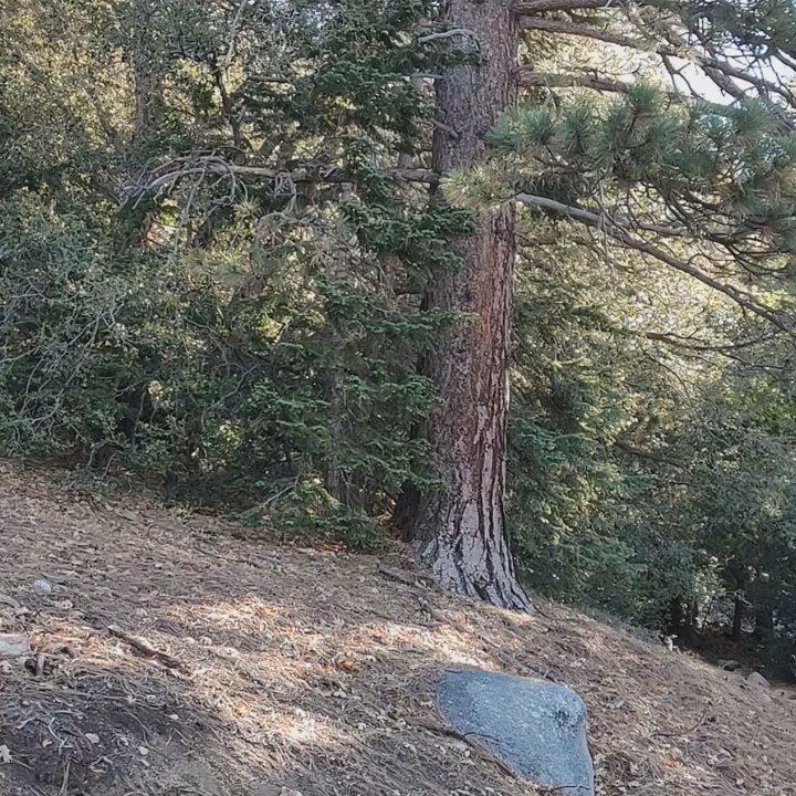 Humber Park - It's beautiful here... - Parks Near Me - Idyllwild, California