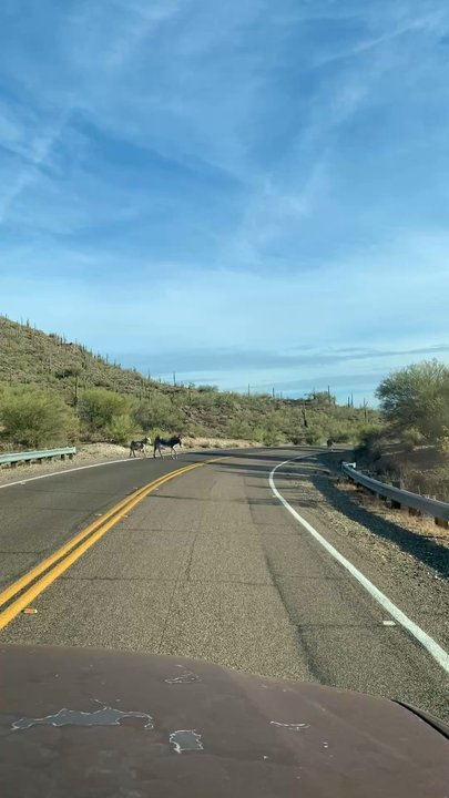 Scorpion Bay  - A lot of wild burros out and about today - Lakes Near Me - Peoria, Arizona