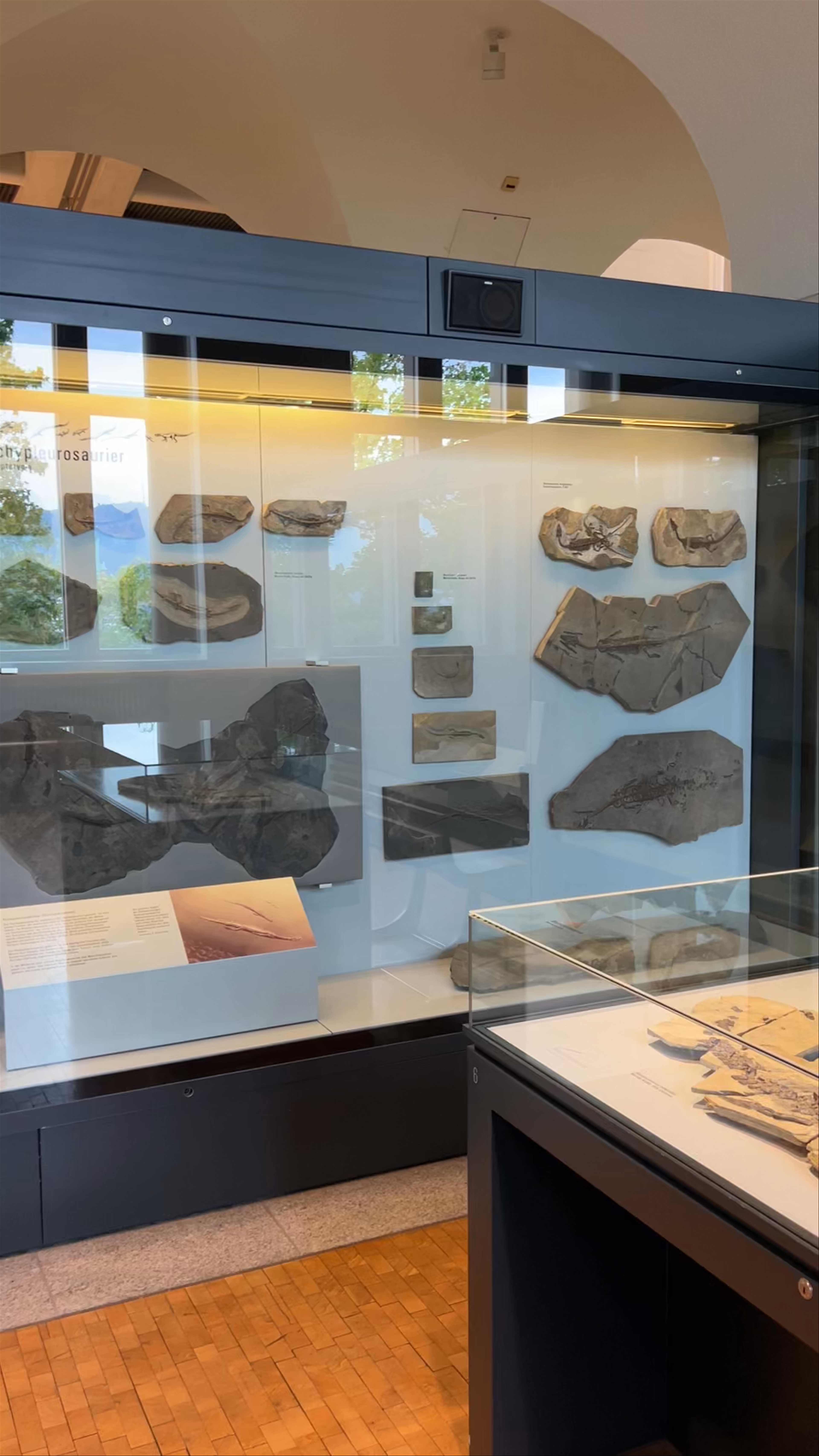 Dinosaur Fossil Exhibit at focusTerra, Zürich