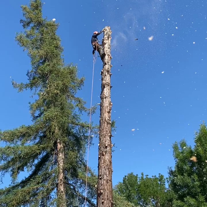 Custom Tree Care - Doing good ! - Tree Services Near Me - Waterford, California