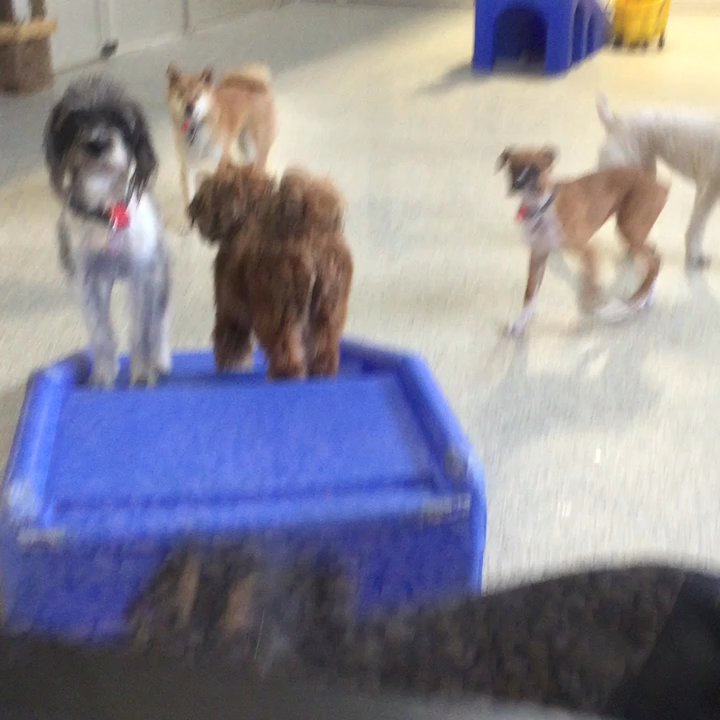 Downtown Hound - Pet Sitting Near Me - Omaha, Nebraska