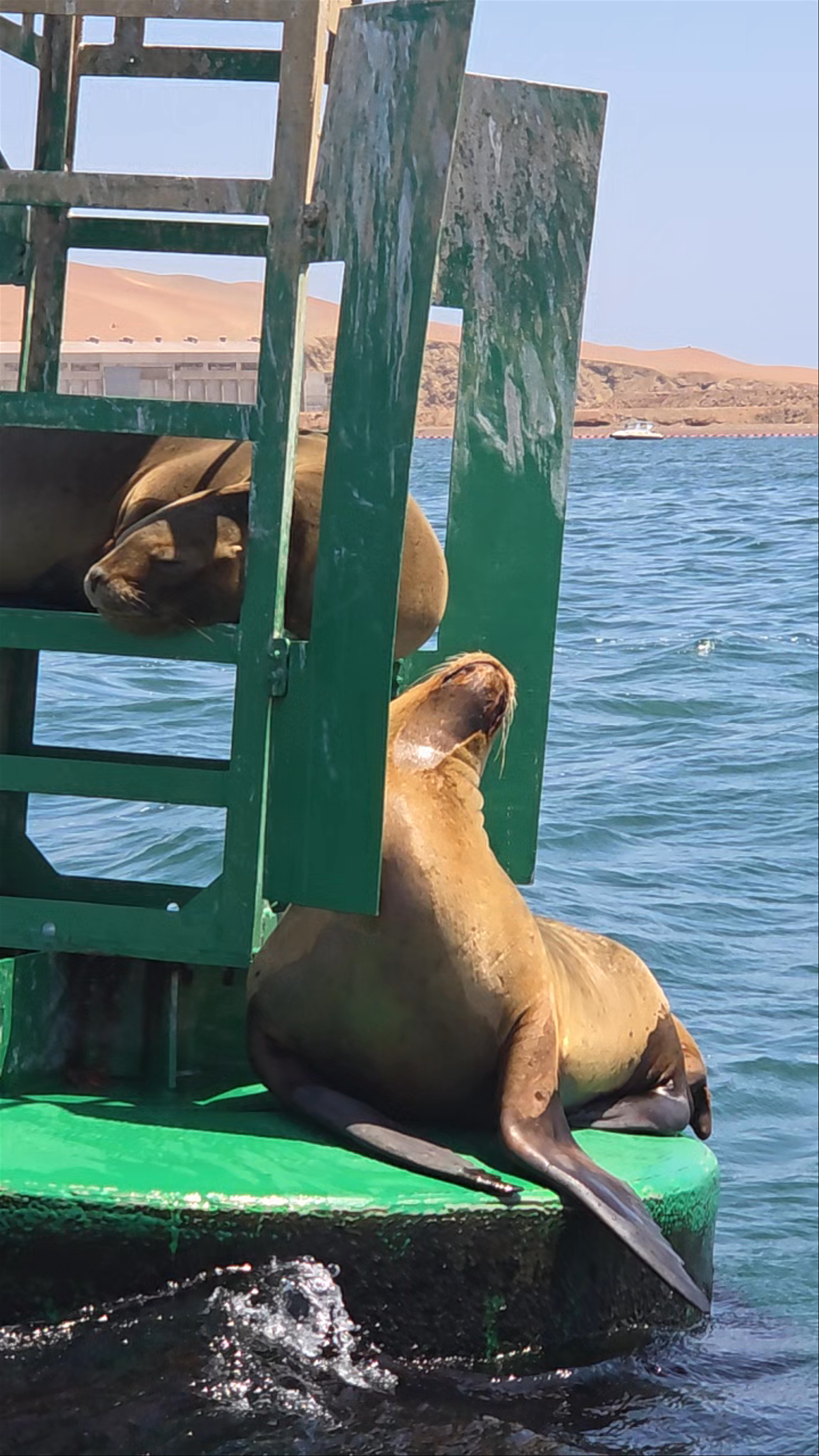 Islas ballestas Ica turismo y aventura
