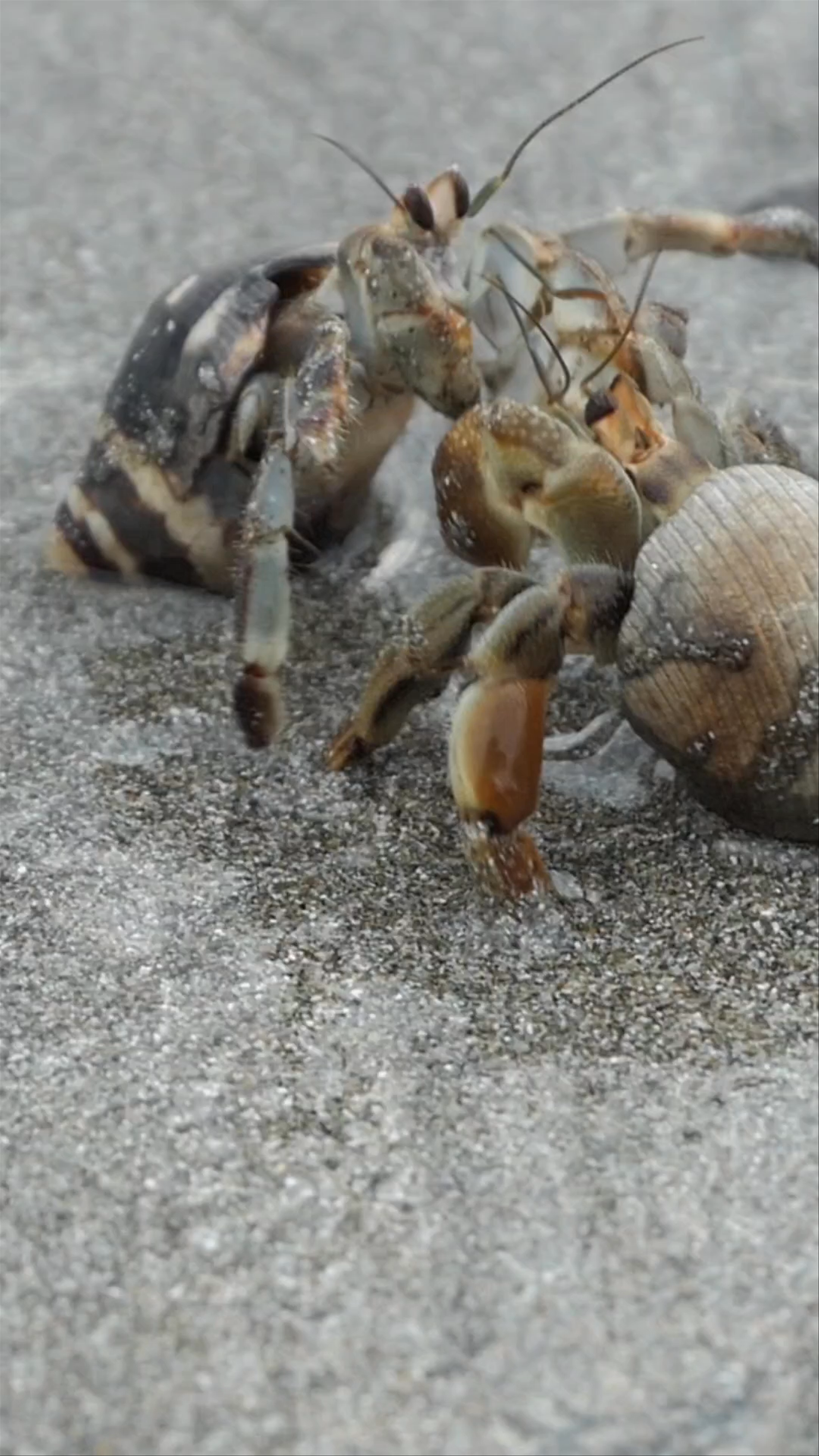 Hermit Crabs Interaction on Costa Rican Beach