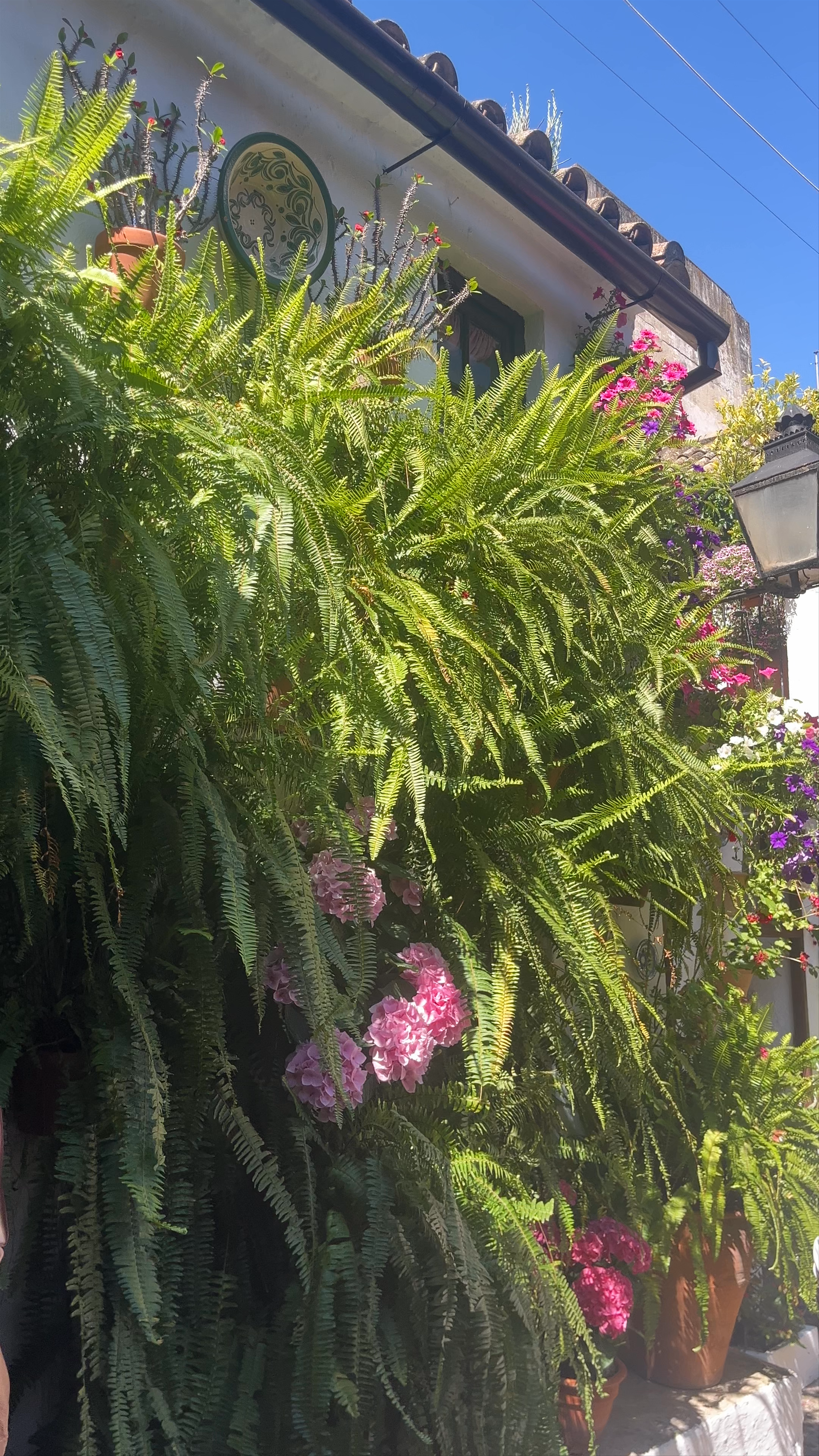 Patios Cordobeses: A Blooming Oasis in Córdoba, Spain
