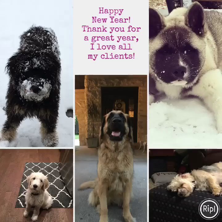 Mutt Management - Puppies - Pet Training Near Me
