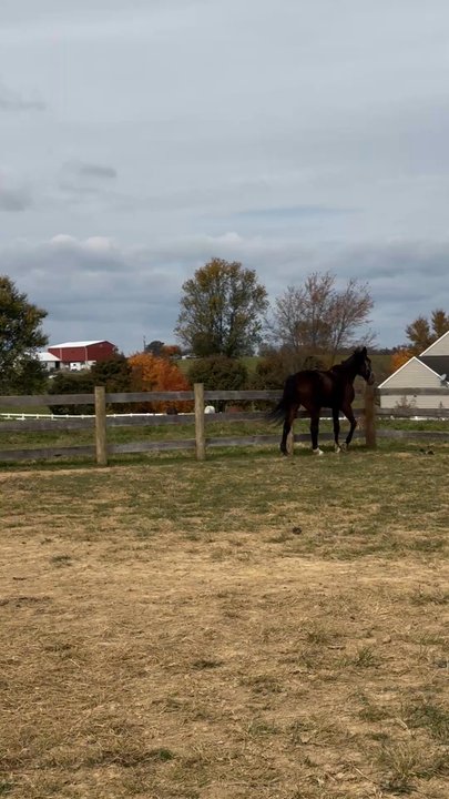 Saving Grace Farm WV - Community Service/Non-Profit Near Me - Charles Town, West Virginia