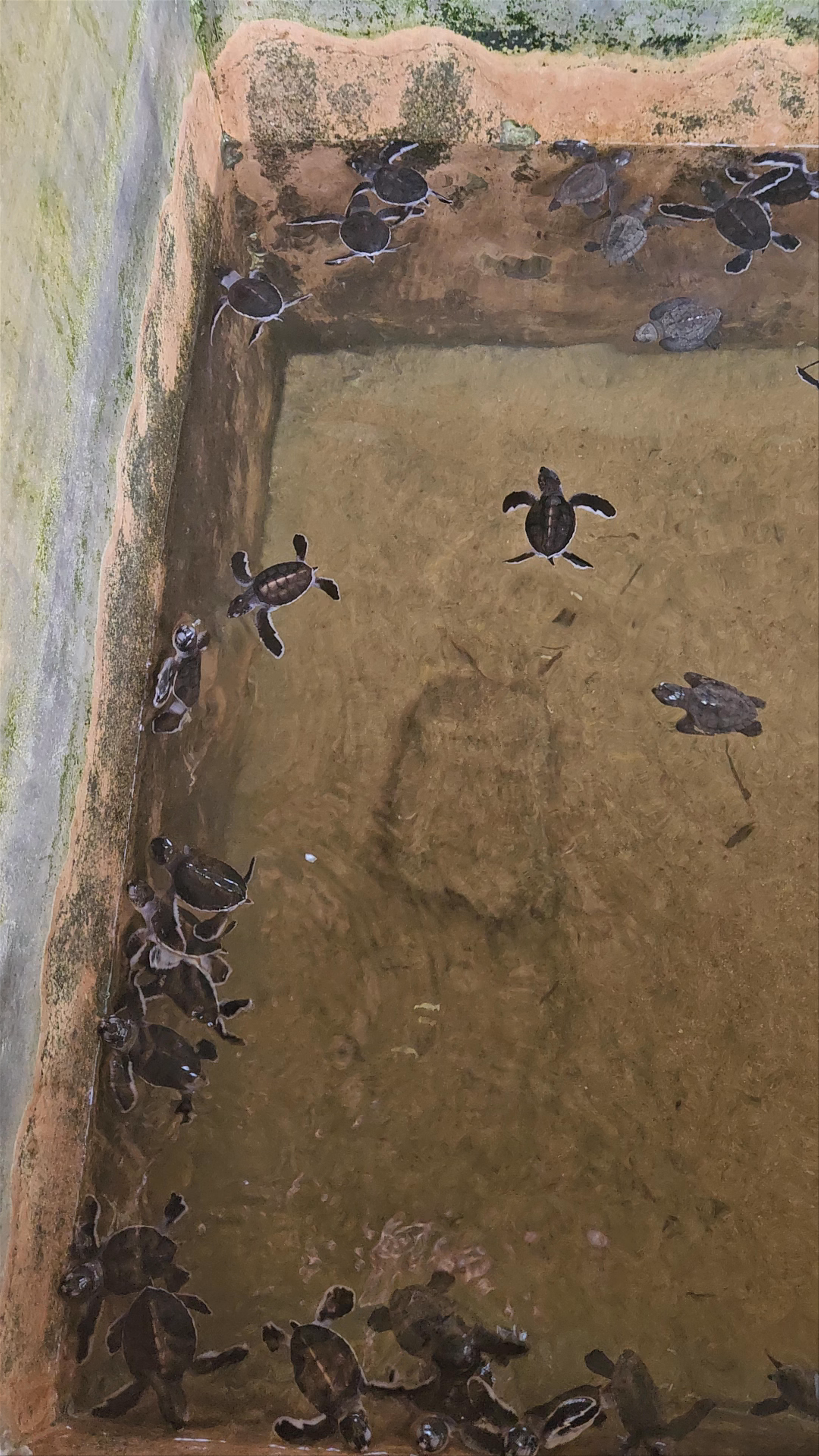 Ahungalla Sea Turtles Conservation Project