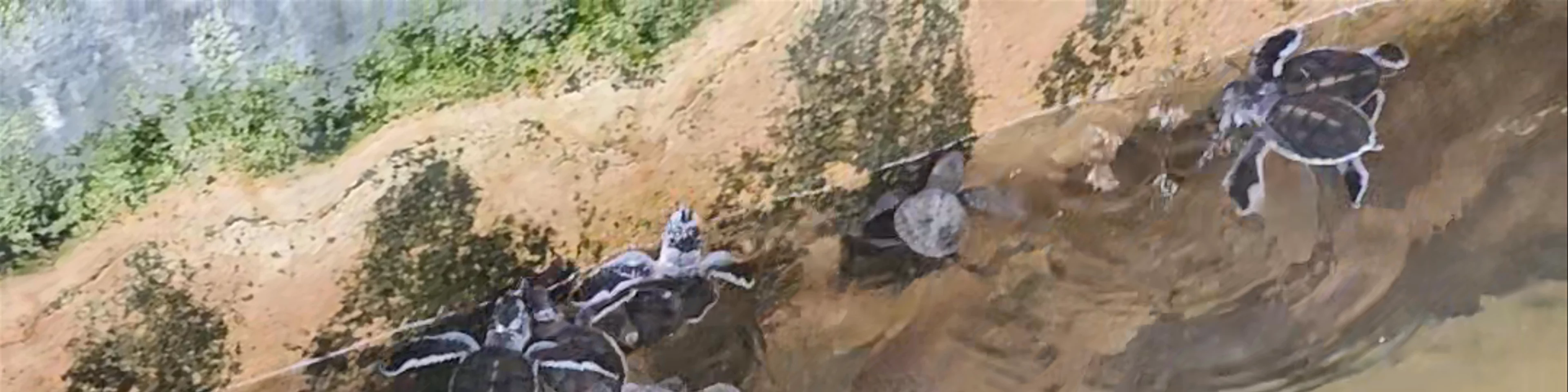 Ahungalla Sea Turtles Conservation Project