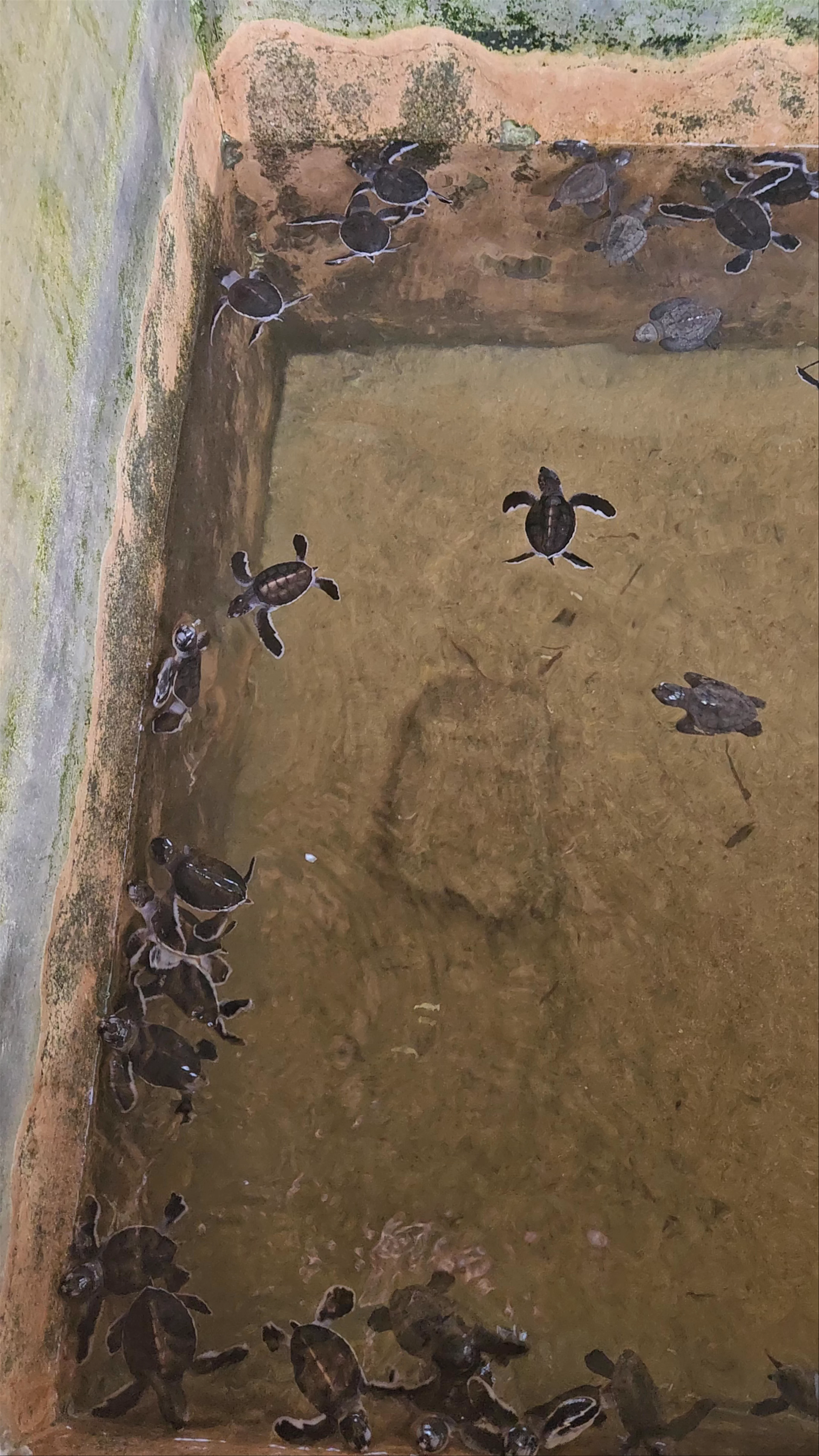 Ahungalla Sea Turtles Conservation Project