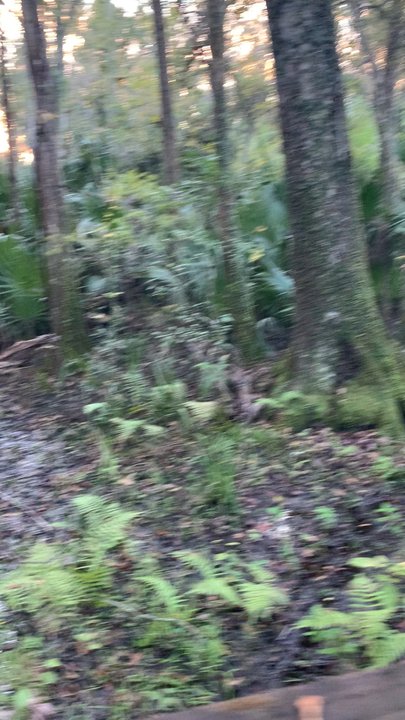 Big Tree Park - Parks Near Me - Longwood, Florida
