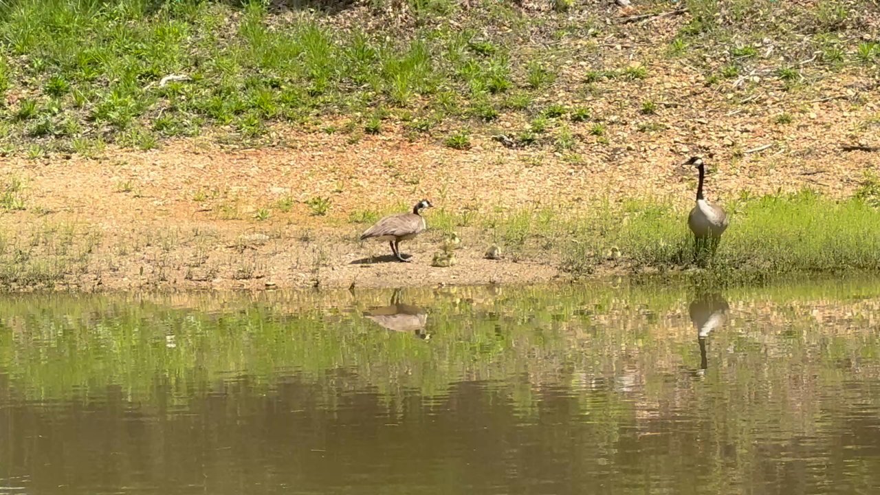 Meramec Campground - The two geese have been coming since spring of 2023.  They hatched five goslings this springs - Campgrounds Near Me - Sullivan, Missouri