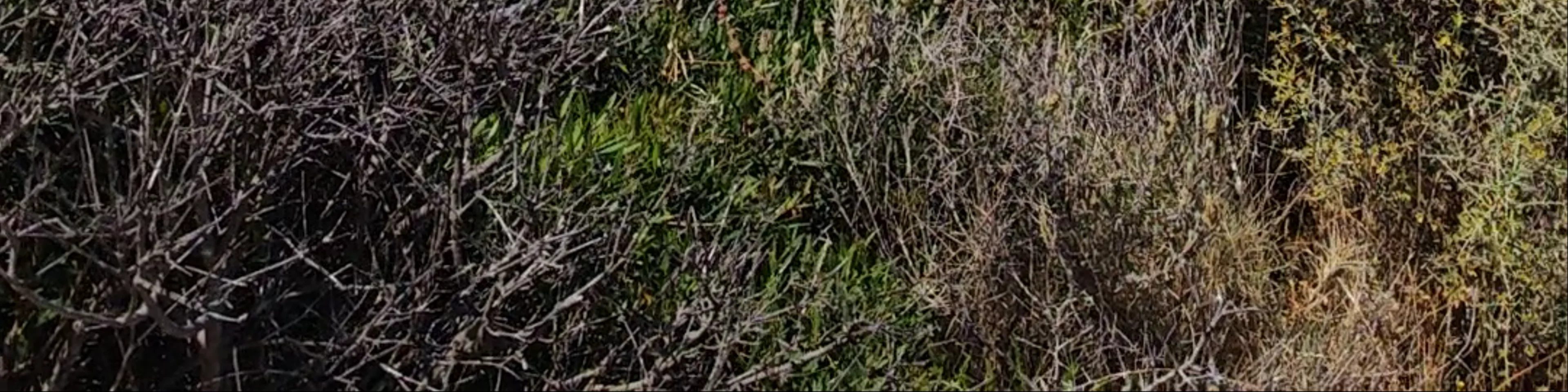 Sentier Des Douaniers