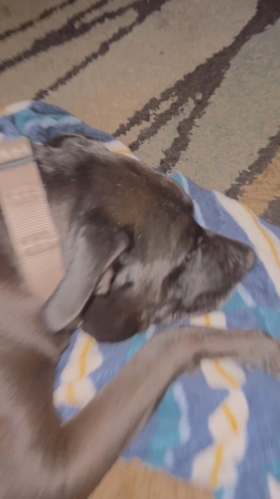 TLC PetSnip - Video of Capone before we took him to be put down. Shows he was suffering. - Veterinarians Near Me - Lakeland, Florida