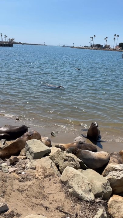 Kiddie Beach Park - Omg so many of them - Beaches Near Me - Oxnard, California