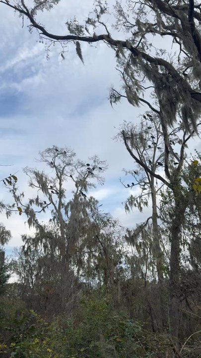 Brazos Bend State Park - Vulture roost with vultures flying around! - Parks Near Me - Needville, Texas