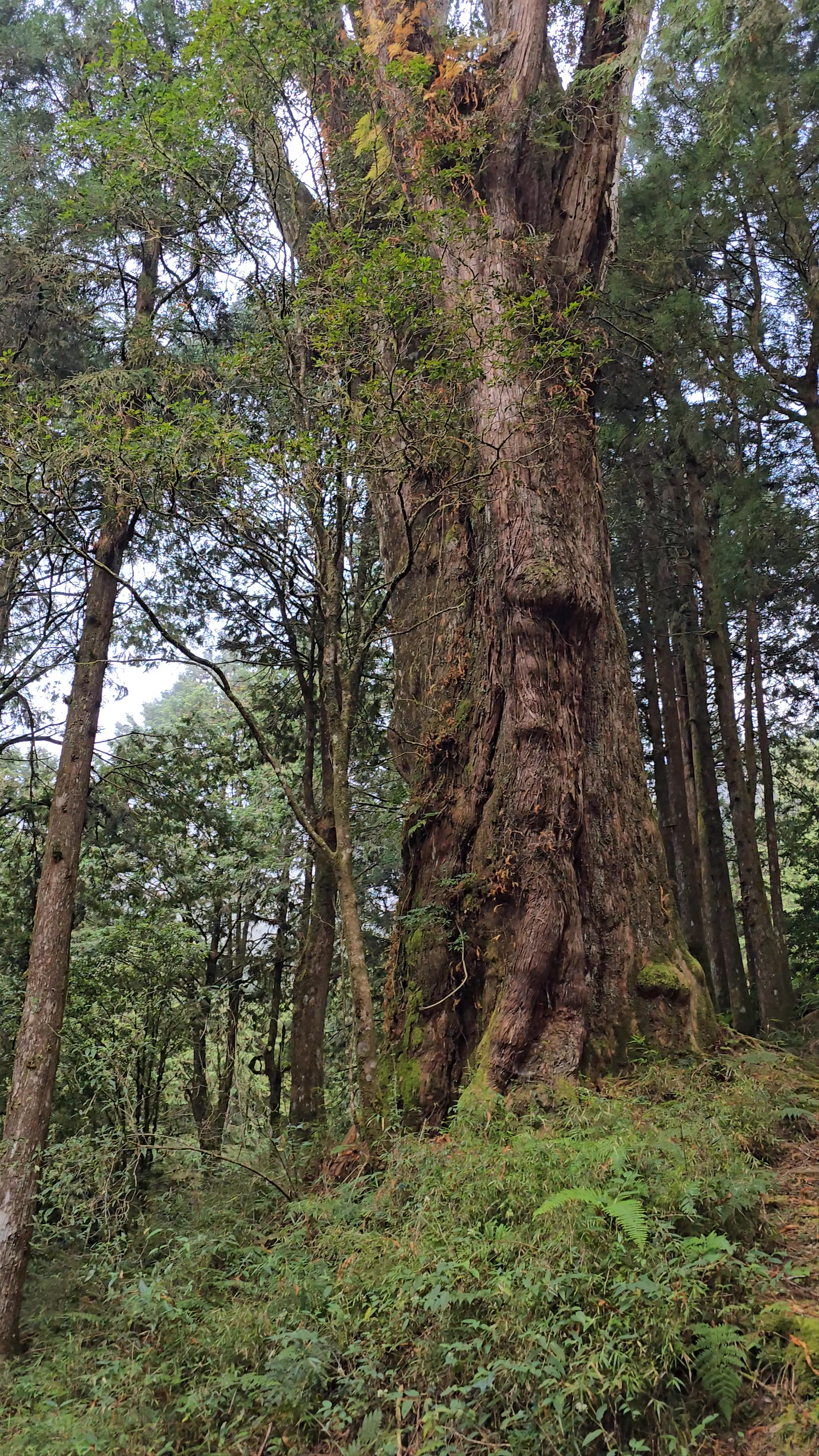 Alishan No.28 Giant Tree: Majestic Forest Wonder in Chiayi County