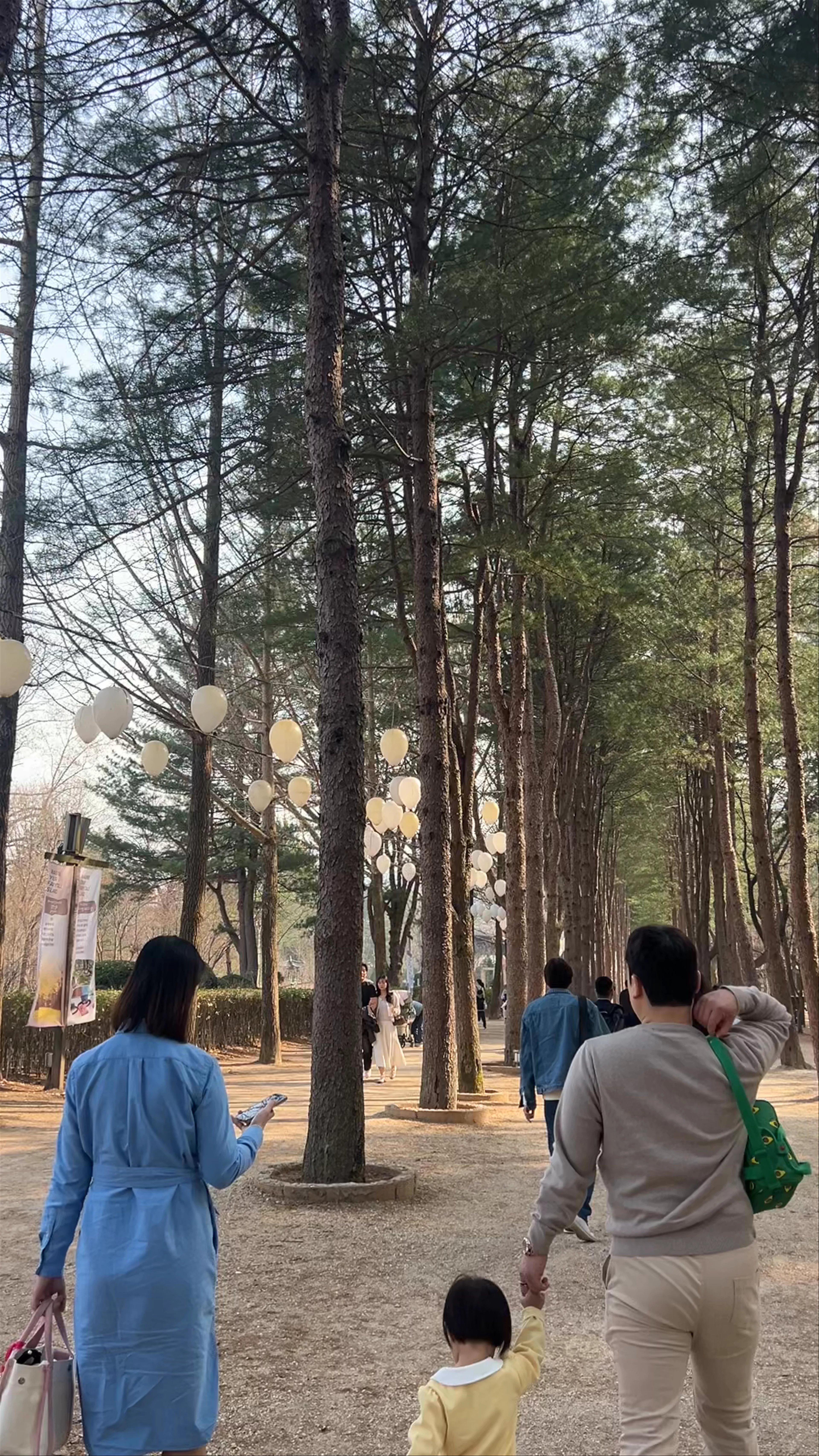 Ginkgo Tree Lane, Nami Island
