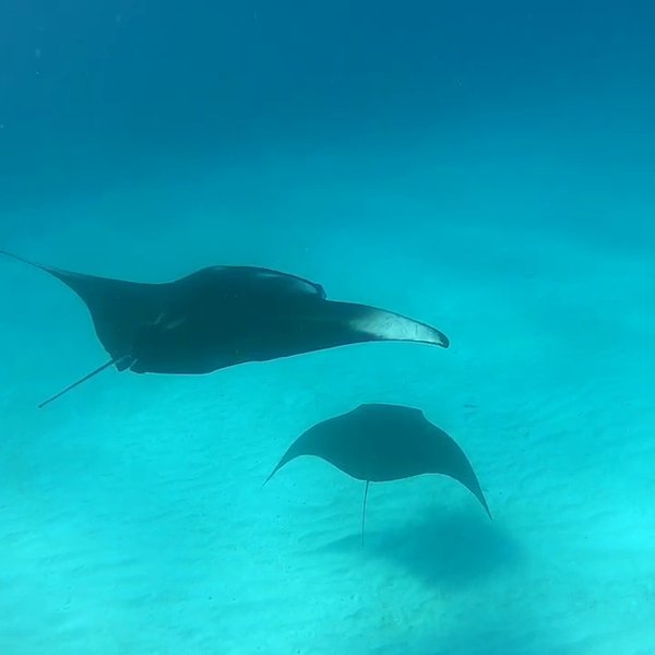 Photo of Manta Ray Visit, Mal