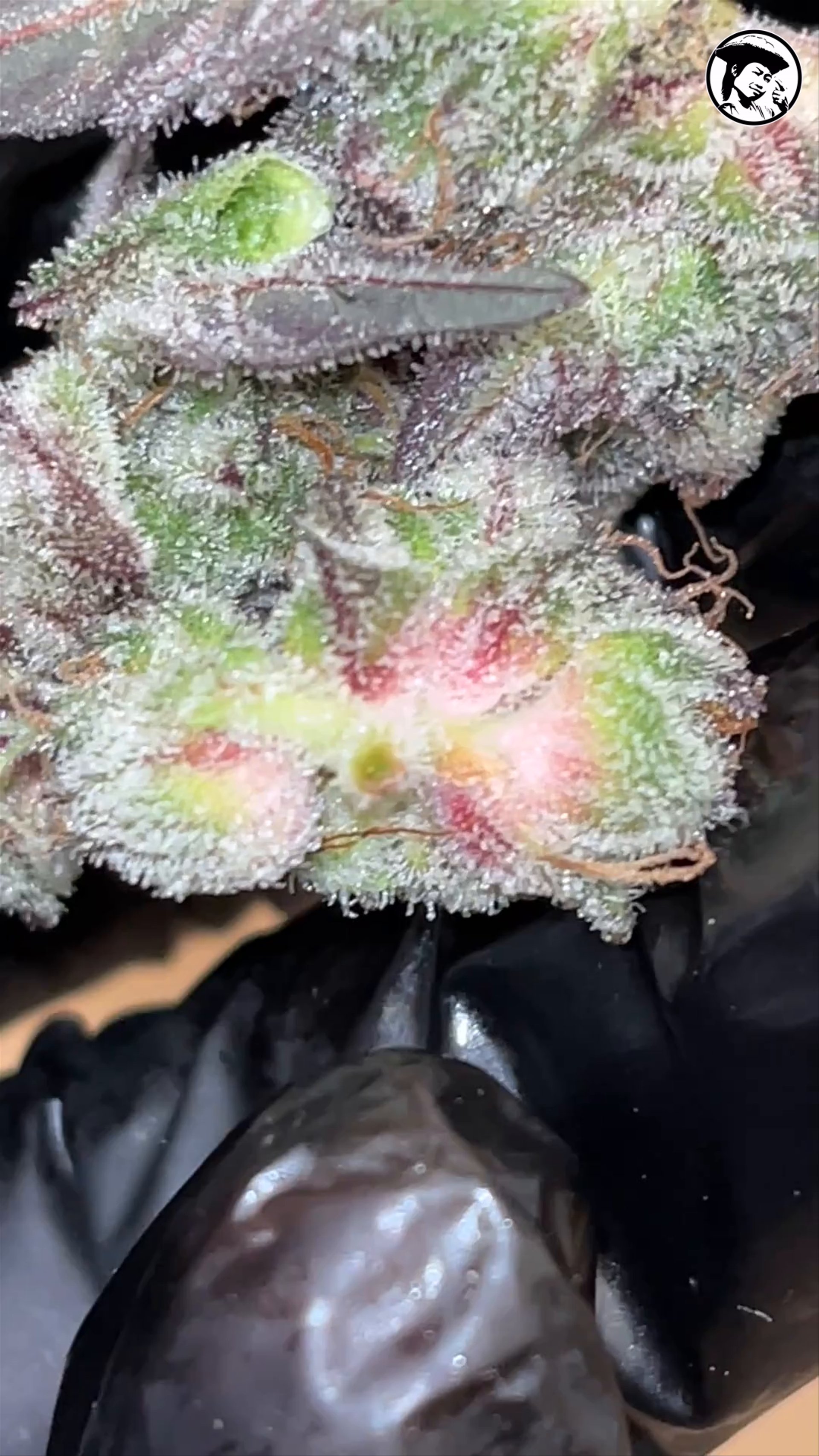 Pineapple in space - Bud - Fumegenetix UK seeds