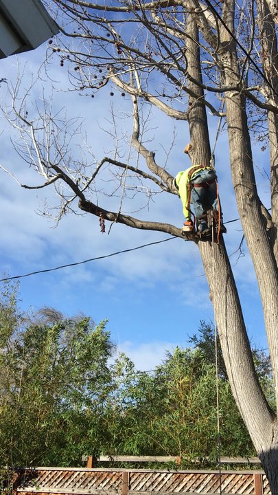 The Tree Specialist - Safety! Safe guarding the clients investment. - Tree Services Near Me - San Jose, California