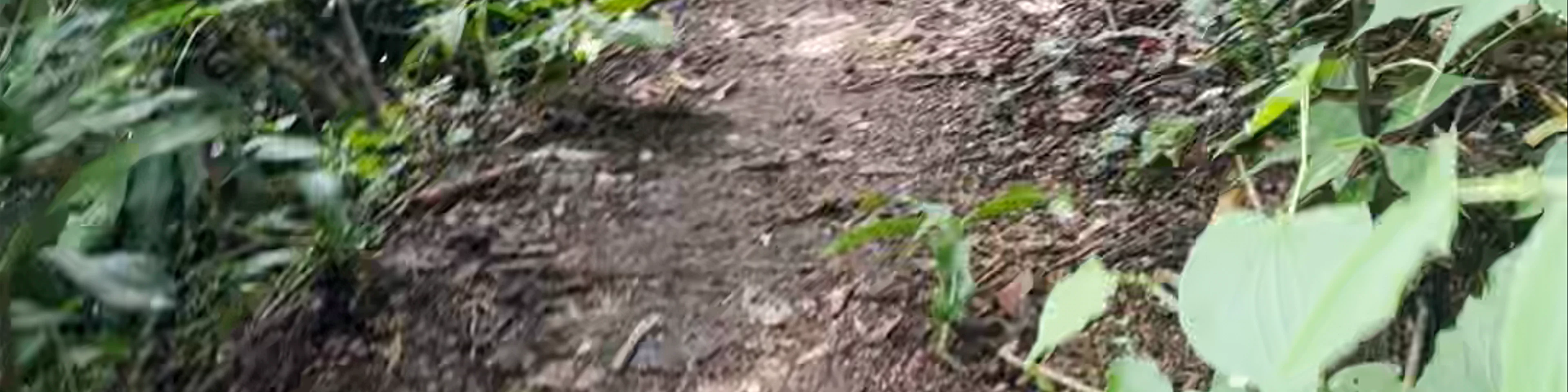 Trail to Lime Kiln Waterfalls