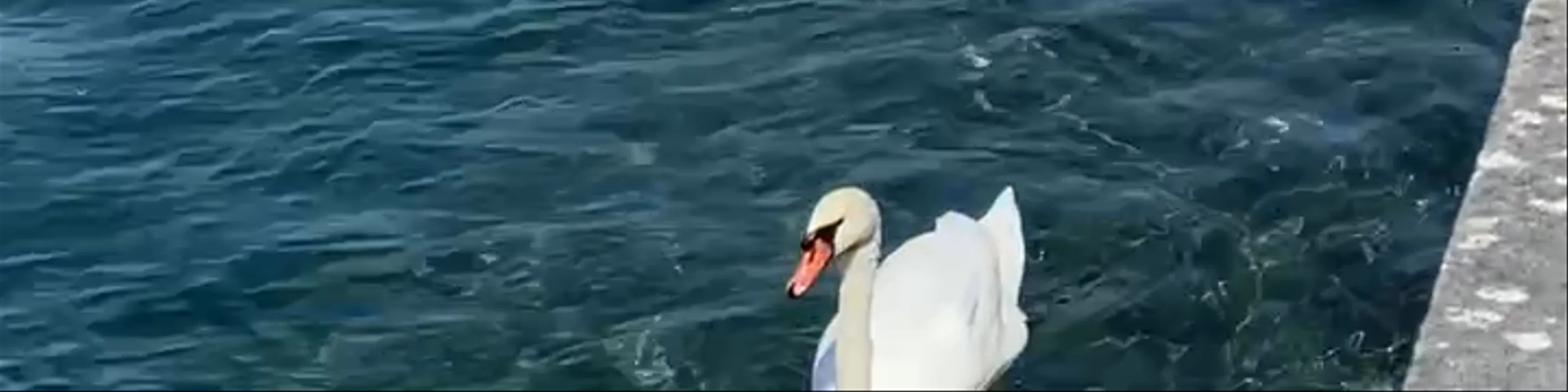 Jet d'Eau