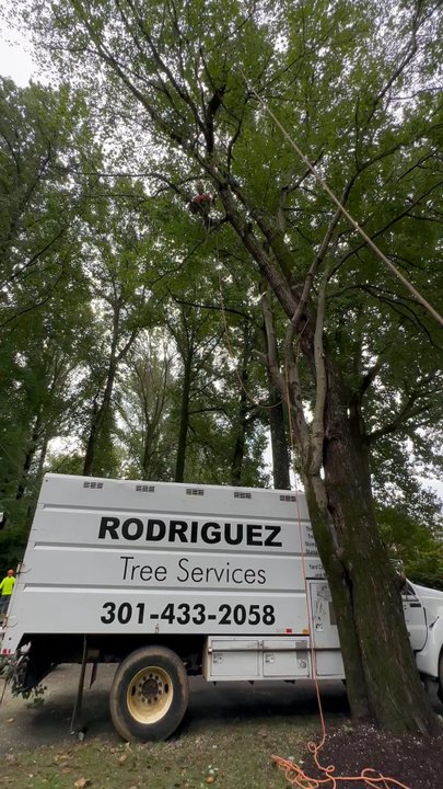 Rodriguez Tree Services - Taking down one of 17 trees - Tree Services Near Me