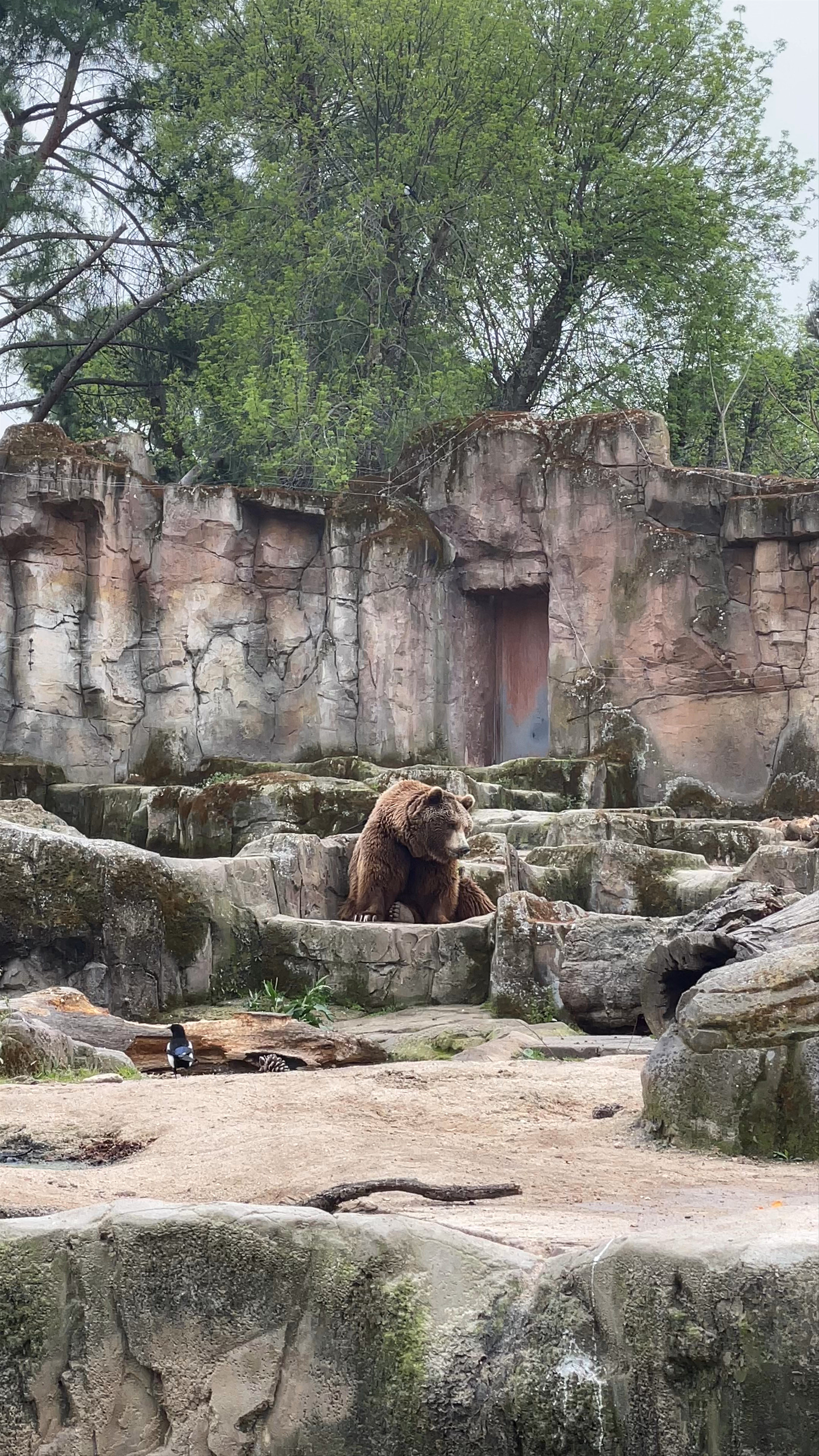 Majestic Brown Bears at Zoo Aquarium de Madrid
