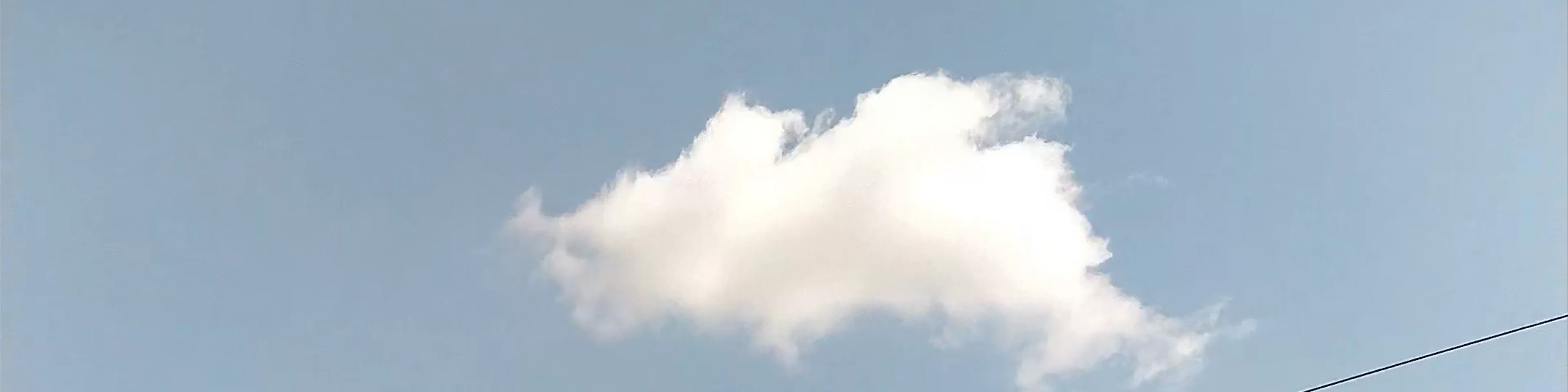 יער הרקפות