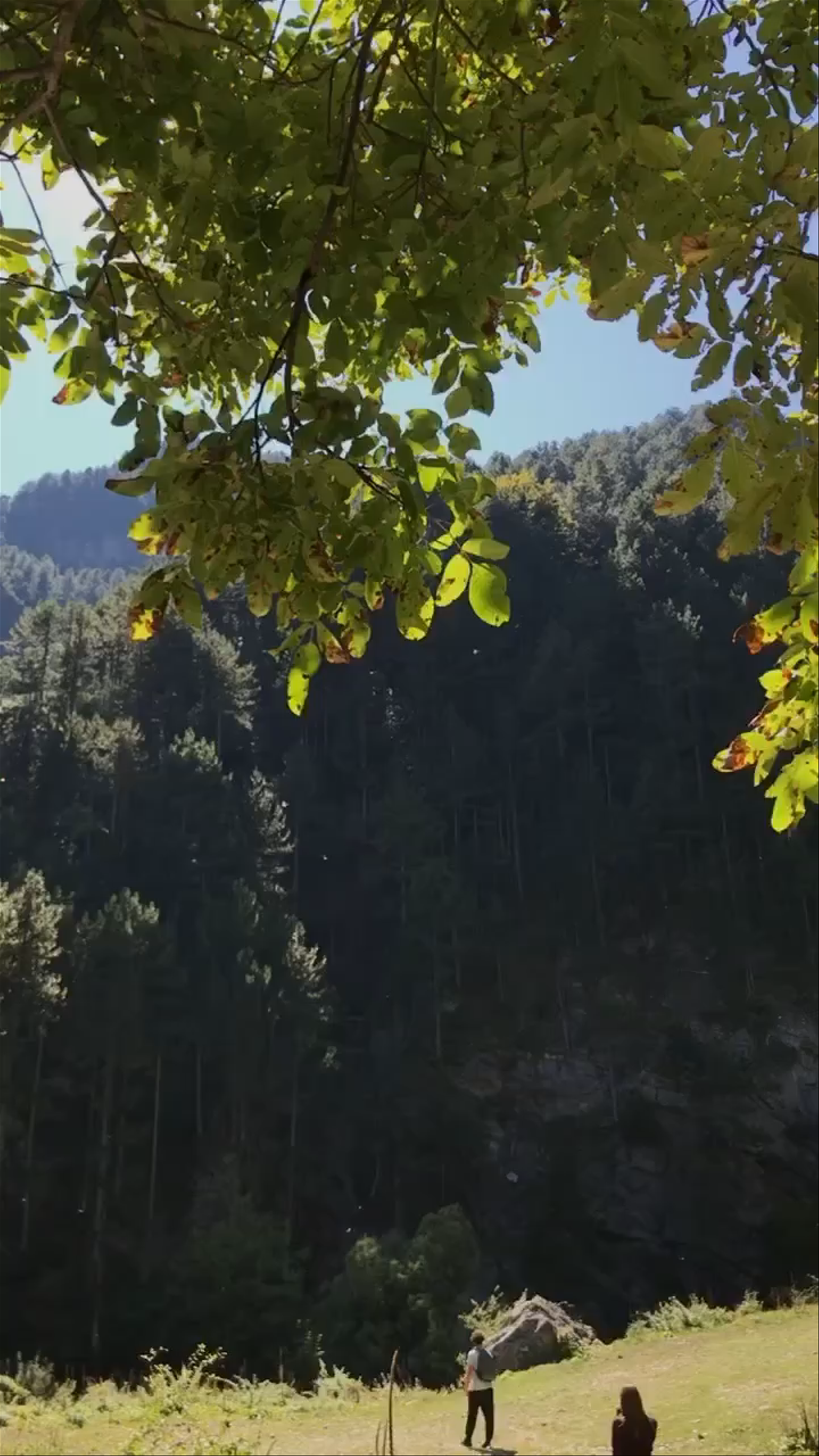 Prionia