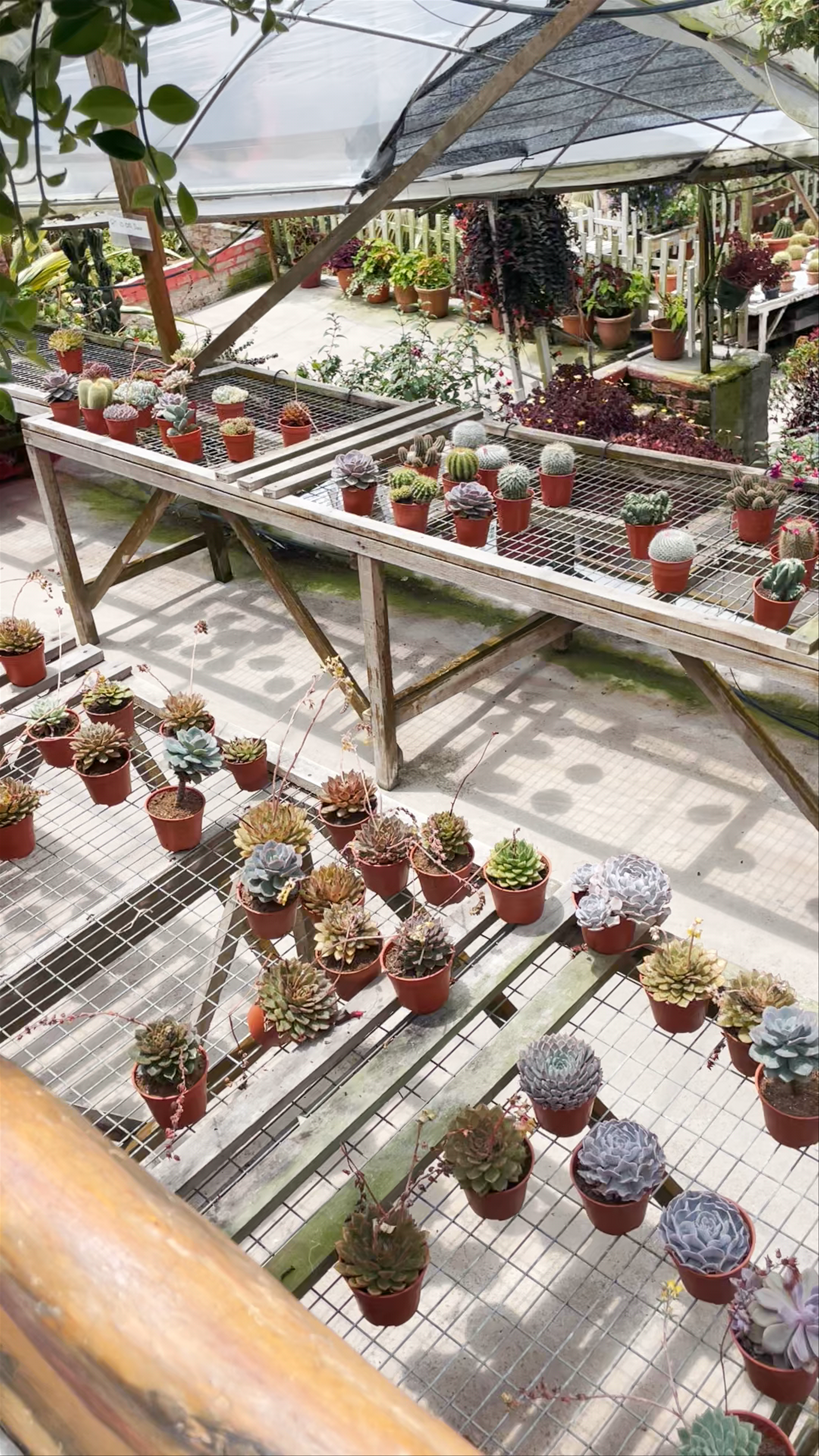 Big Red Strawberry Farm