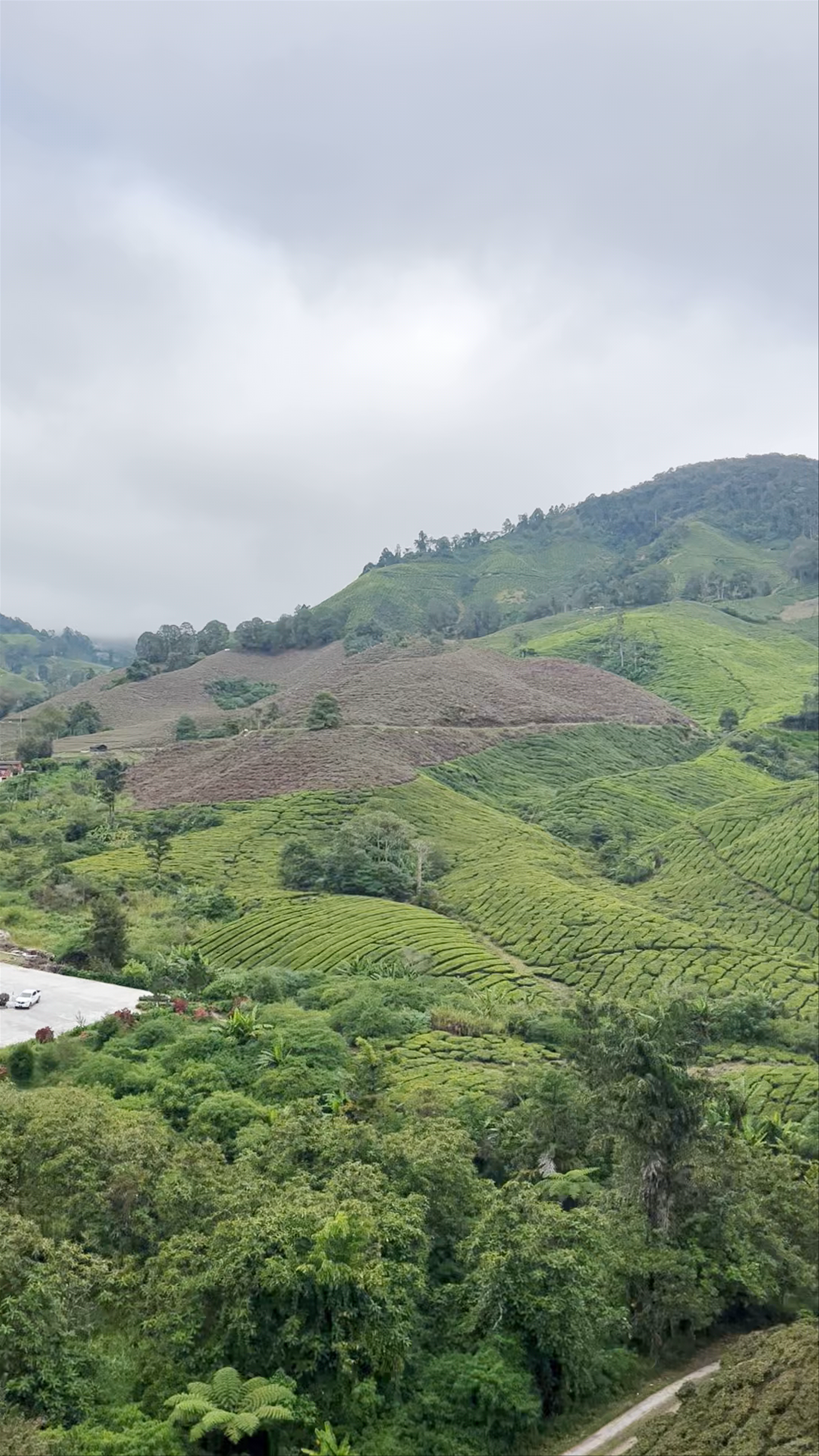 Boh Tea Plantation