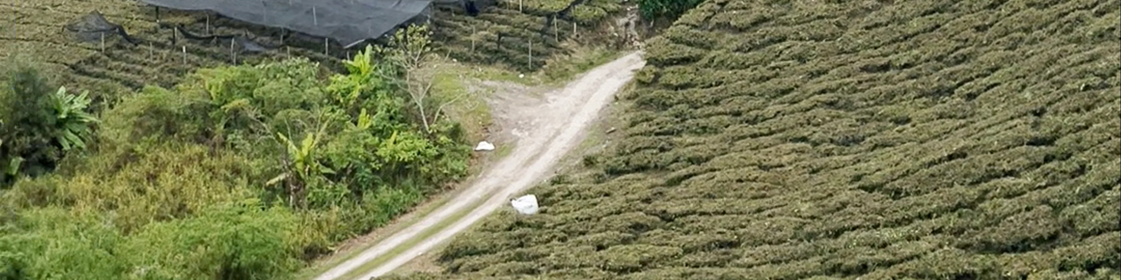 Boh Tea Plantation