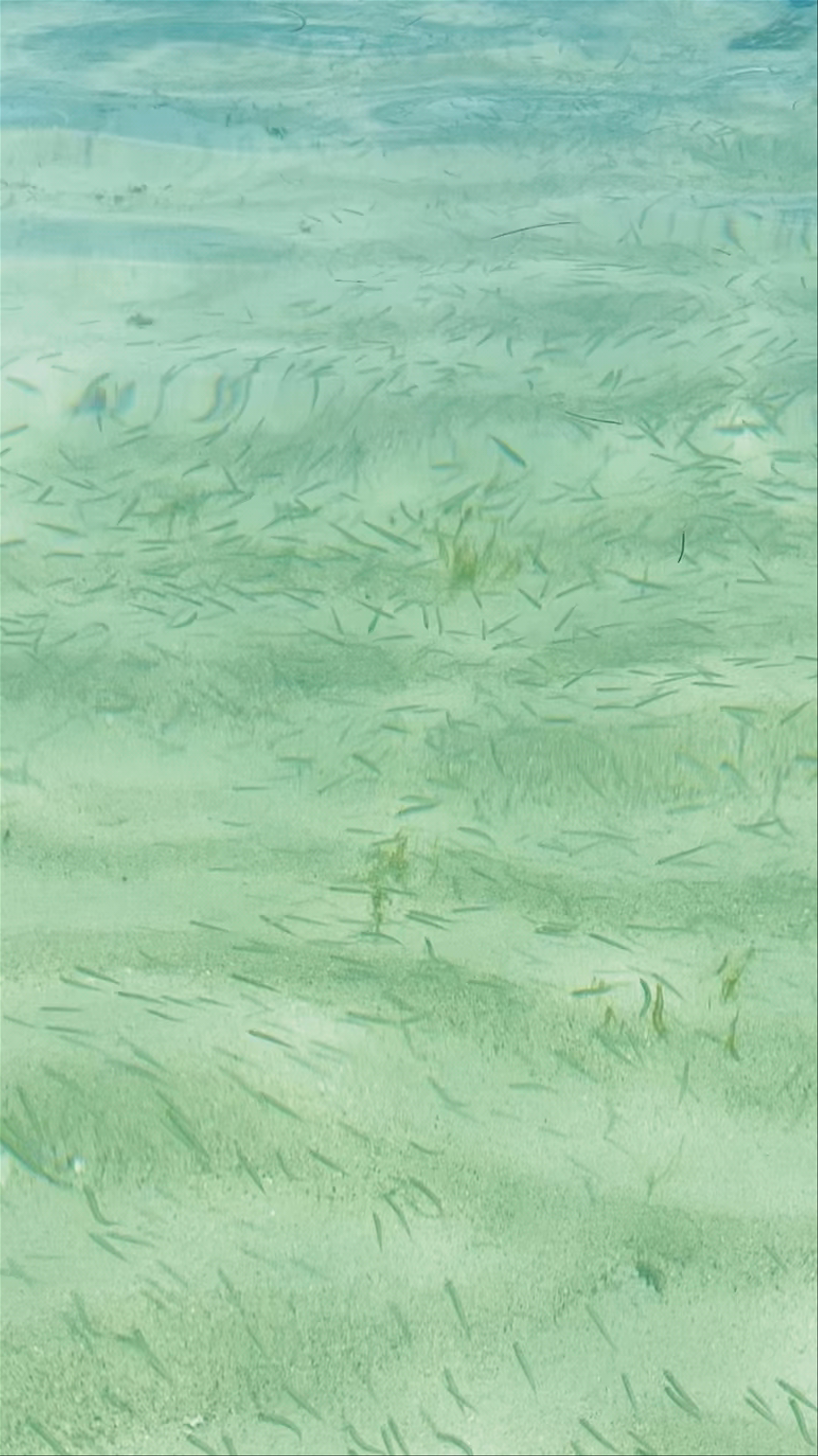 Cayo Zapatilla