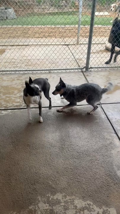 Better K9 Pet Resort - Riverside Location - Tazzy with her new kennel friend - Pet Training Near Me - Riverside, California