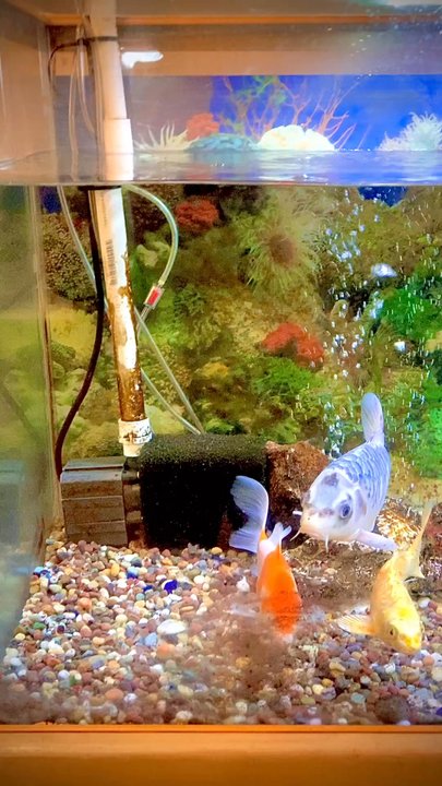 King Buffet - Their koi fish tank by the cashier. - Chinese Near Me - Reno, Nevada