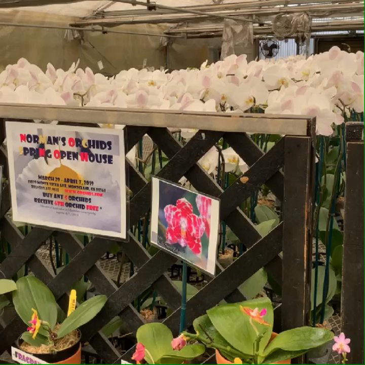 Norman's Orchid Nursery - Happy Day Here - Nurseries & Gardening Near Me - Montclair, California