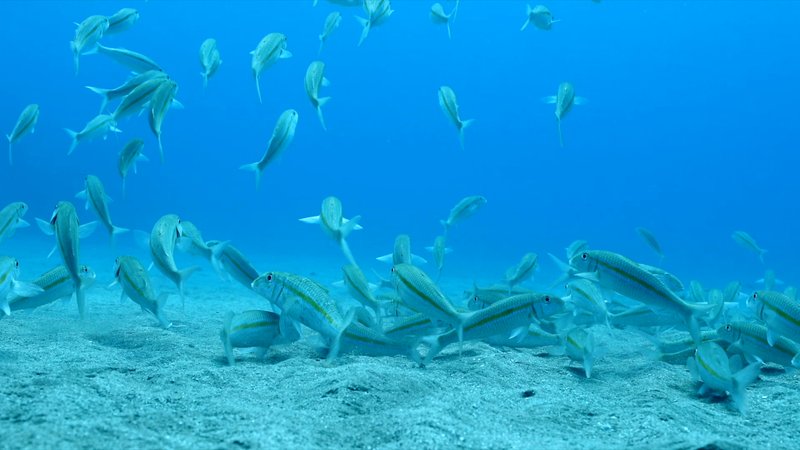 Yellowfin Goatfish poster